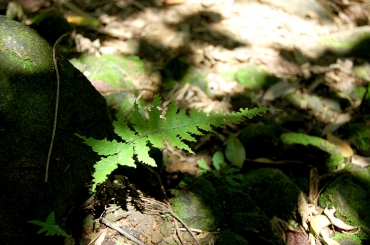 大艽芎古道─桐花