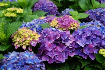 陽明山竹仔湖─繡球花_15