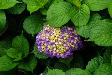 陽明山竹仔湖─繡球花_17