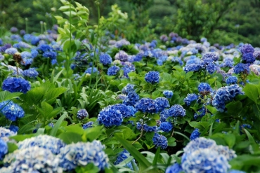 陽明山竹仔湖─繡球花_2