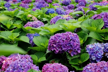 竹子湖─繡球花