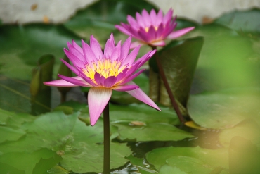 辛至平校長故居_12