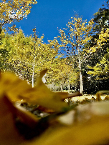 20231109武陵_10