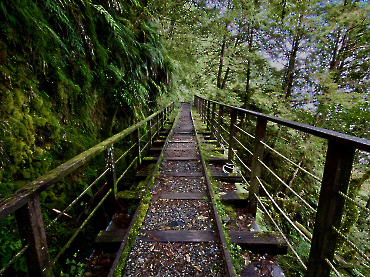 宜蘭.太平山｜見晴古道