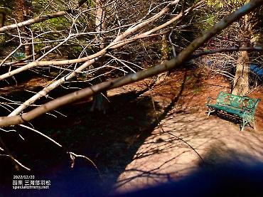 三灣落羽松-苗栗_2