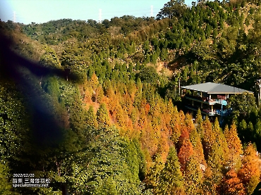 三灣落羽松-苗栗_3