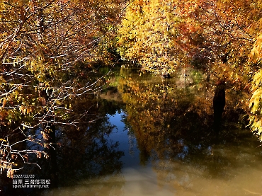 三灣落羽松-苗栗_8