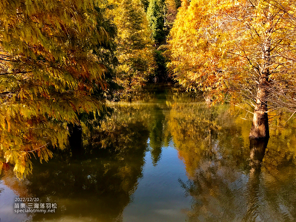 三灣落羽松-苗栗_9