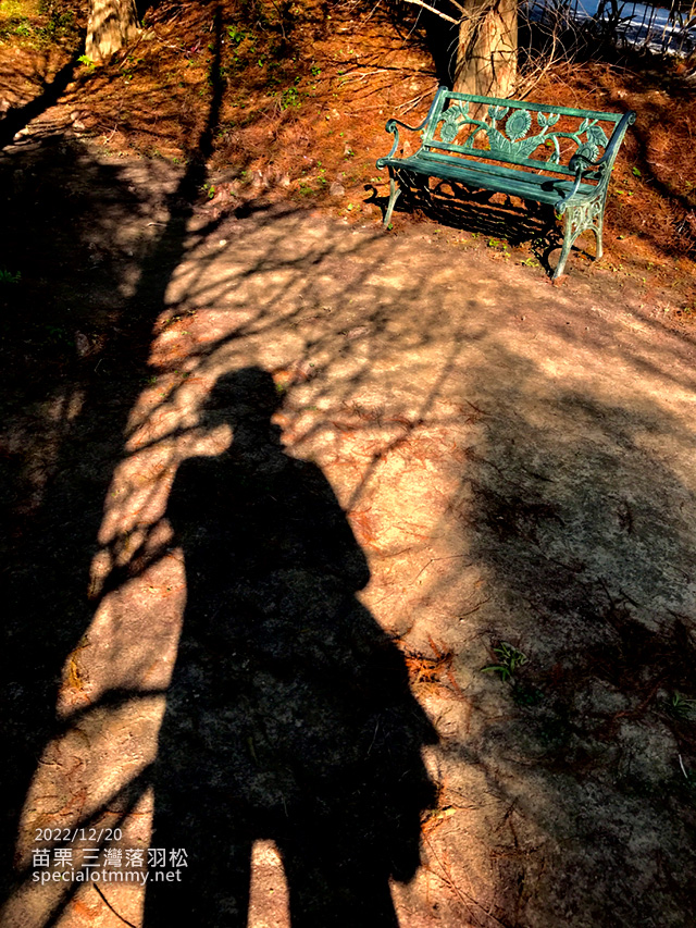 三灣落羽松-苗栗_11