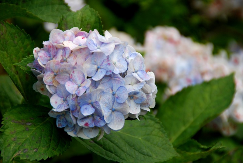 陽明山竹仔湖─繡球花_3