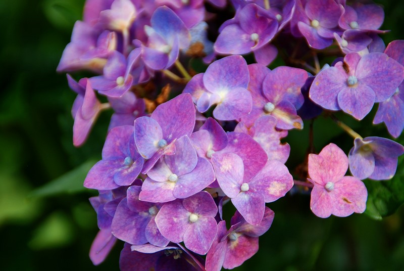 陽明山竹仔湖─繡球花_5