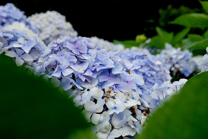 陽明山竹仔湖─繡球花_10